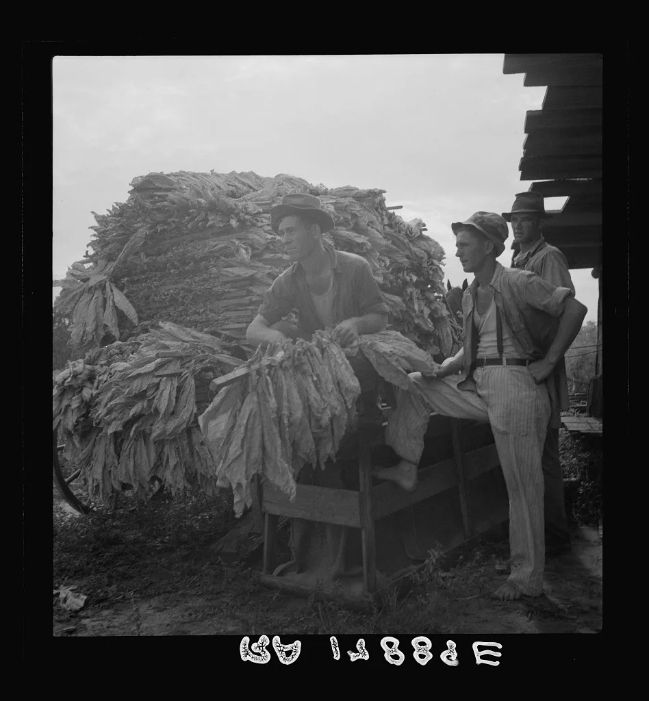 Loading cured tobacco for market. Georgia, 1937
