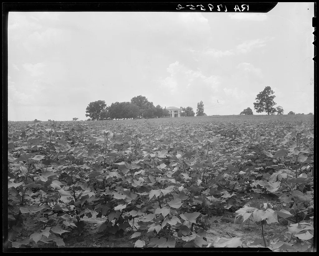 Cotton field and plantation house. Macon County, Georgia, 1937