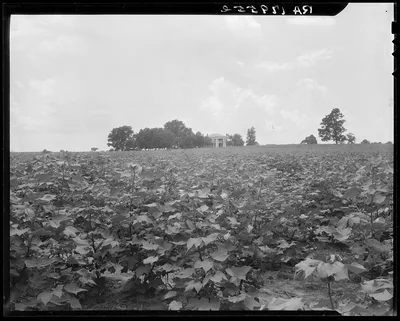 Cotton field and plantation house. Macon County, Georgia, 1937