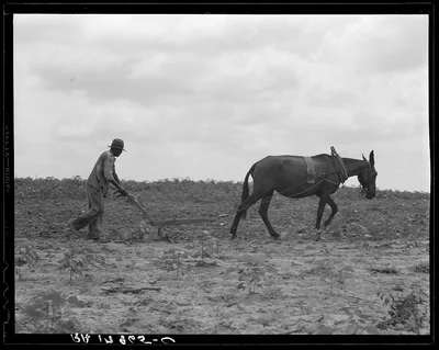 The cotton sharecropper's unit is one mule and the land he can…, Georgia, 1937