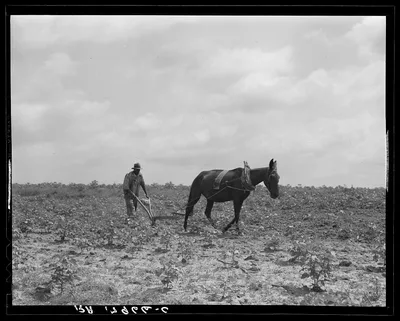 The cotton sharecropper's unit is one mule and the land he can…, Georgia, 1937