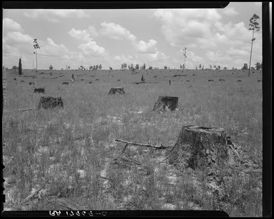 Cut-over long leaf yellow pine forest. The tract extends for…, Mississippi, 1937
