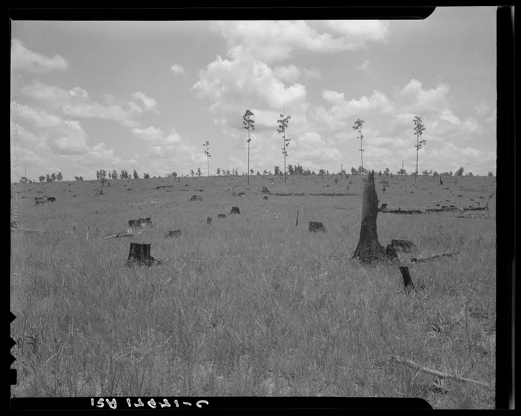Land cut over by lumber company and not replanted. Greene County,…, Georgia, 1937