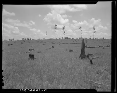 Land cut over by lumber company and not replanted. Greene County,…, Georgia, 1937