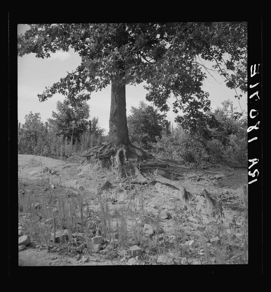 The tree roots show how the land has been washed away on this old…, Georgia, 1937