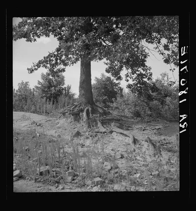 The tree roots show how the land has been washed away on this old…, Georgia, 1937