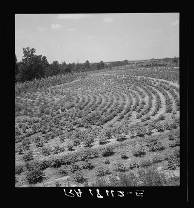 Terraced fields of sharecropper. In 1936 he made seven bales of…, South Carolina, 1937