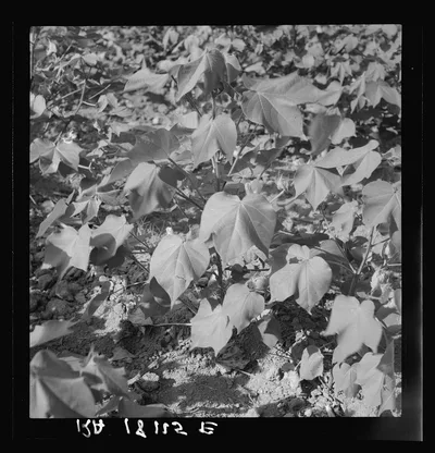 Cotton. Georgia, 1937