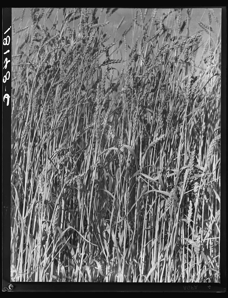 Wheat in Oklahoma, 1938