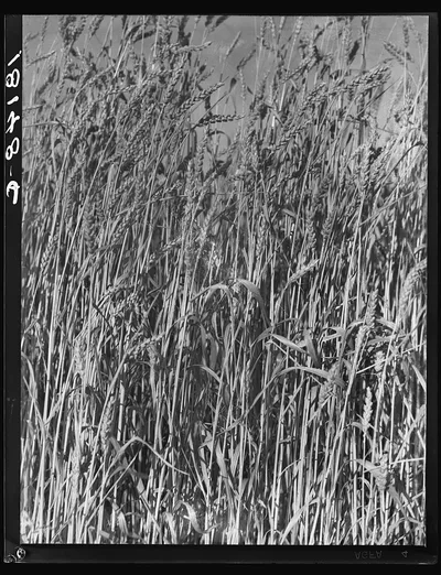 Wheat in Oklahoma, 1938