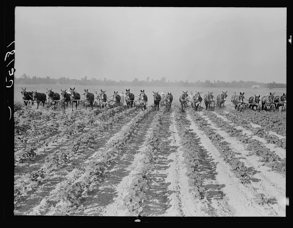 Cultivating cotton at Lake Dick project, Arkansas, 1938