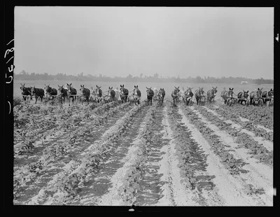 Cultivating cotton at Lake Dick project, Arkansas, 1938