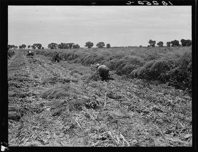 Shocking sugar beet seed near Chandler, Arizona. Until very recently…, 1938