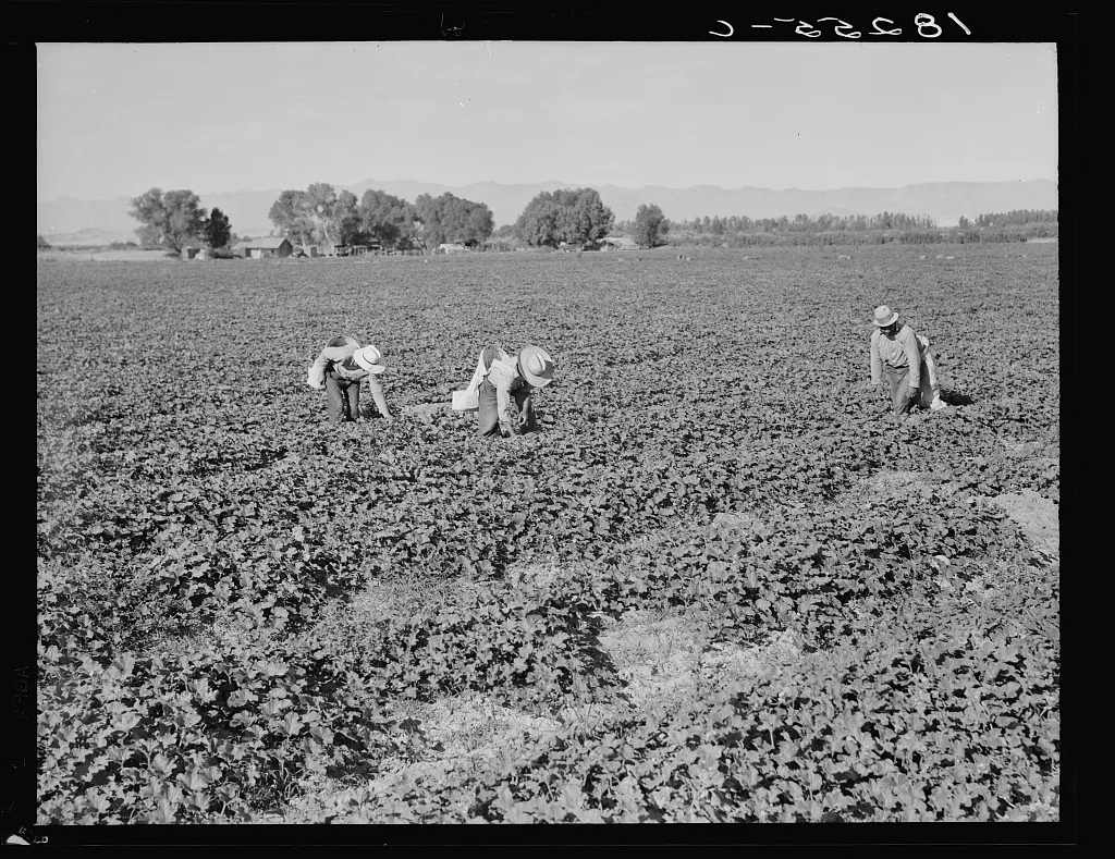 Mexican cantaloupe pickers. Gang labor. Imperial Valley, California, 1938
