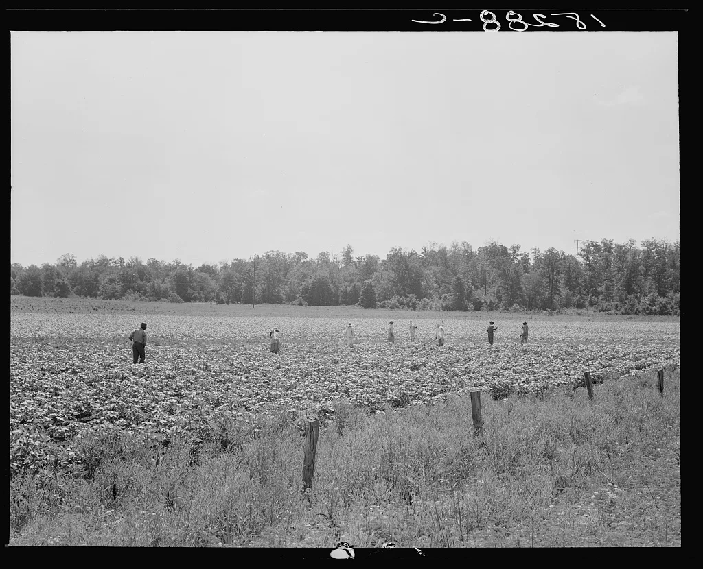 Colored field hands hoe cotton from 7 a.m. to 6 p.m. for sixty cents…, Arkansas, 1938