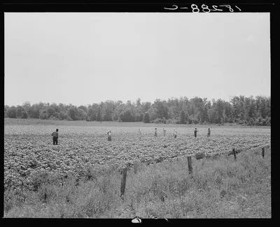 Colored field hands hoe cotton from 7 a.m. to 6 p.m. for sixty cents…, Arkansas, 1938