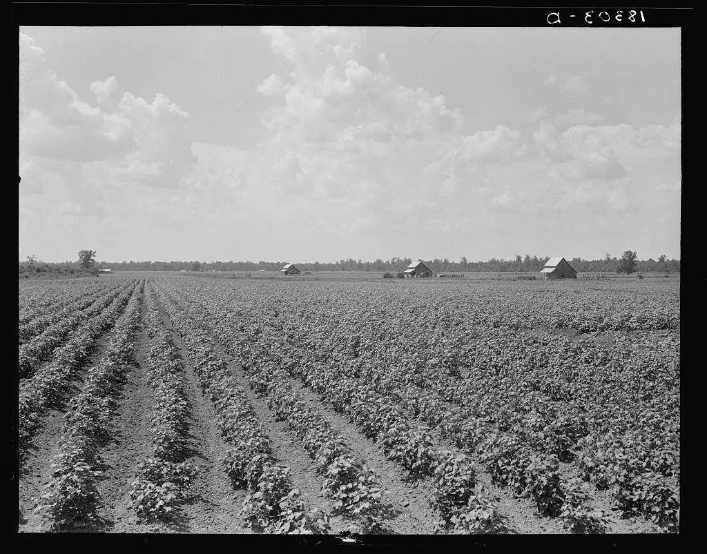 Delta plantation landscape. Arkansas, 1938