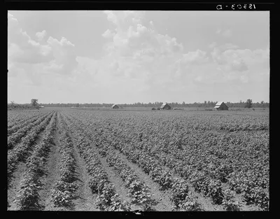 Delta plantation landscape. Arkansas, 1938