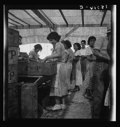 Women packing apricots in large open sheds adjoining the orchards. …, California, 1938