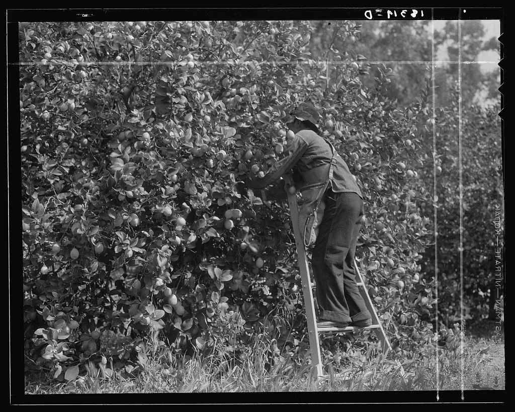 Lemon picking in southern California. Riverside County, 1938