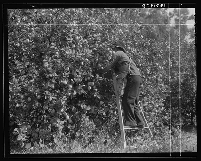 Lemon picking in southern California. Riverside County, 1938