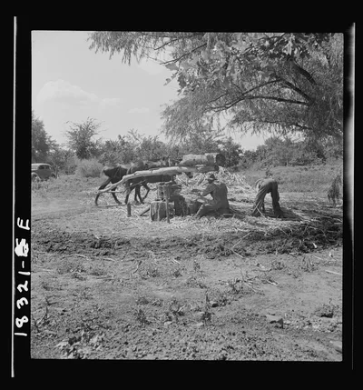 Pressing cane for sorghum. The extracted juice is then boiled. Near…, Mississippi, 1938