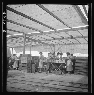 Women packing apricots in large open sheds adjoining the orchards.…, California, 1938