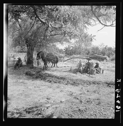 Pressing cane for sorghum. The extracted juice is then boiled. Near…, Mississippi, 1938