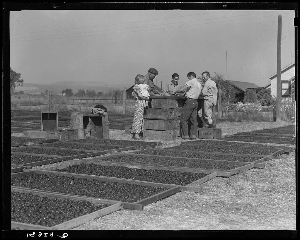 Drying prunes of small California farm. Family labor. Sonoma County,…, 1938