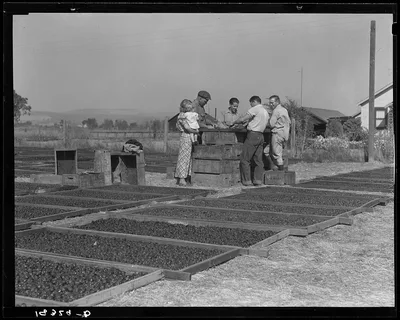 Drying prunes of small California farm. Family labor. Sonoma County,…, 1938