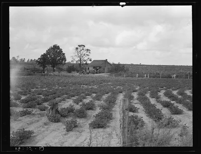 Small tenant farm producing peanuts and sweet potatoes. Southeastern…, Alabama, 1938
