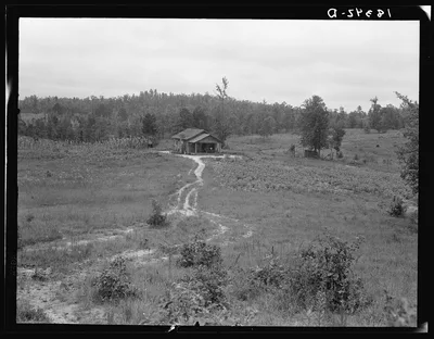 Hill country cotton farm in southwestern Alabama, 1938