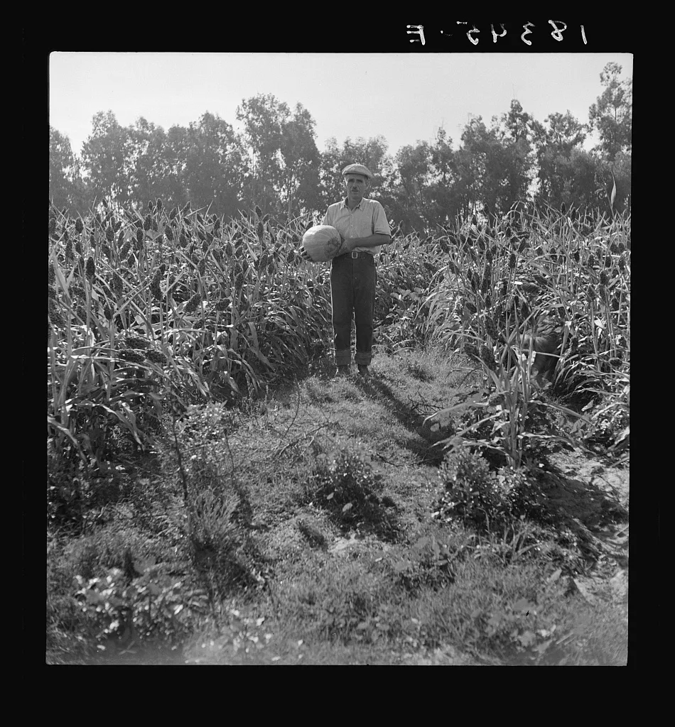 Rehabilitated small farmer in field of milo maize, Tulare County,…, California, 1938