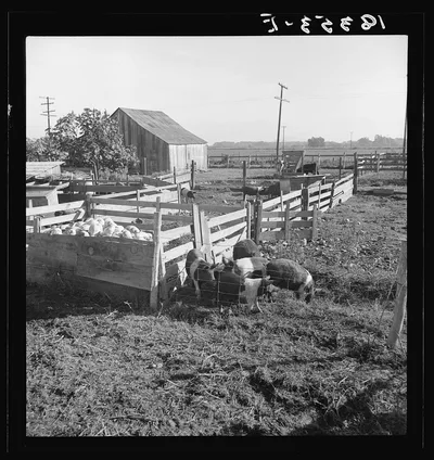 Farmyard of rehabilitation client. Tulare County, California, 1938