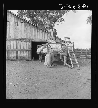 Emptying cotton after weighing. Small cotton farm. Kern County,…, California, 1938