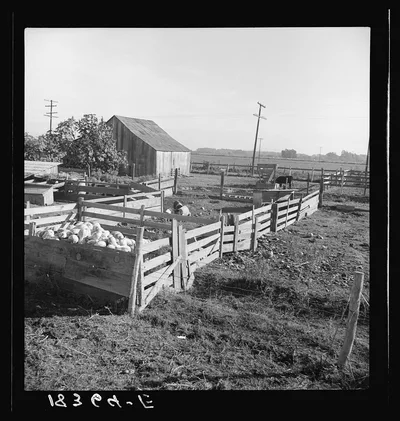 [Untitled photo, possibly related to: Farmyard of rehabilitation…, California, 1938