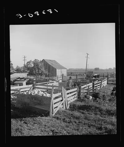 Farmyard of rural rehabilitation client. Tulare County, California, 1938