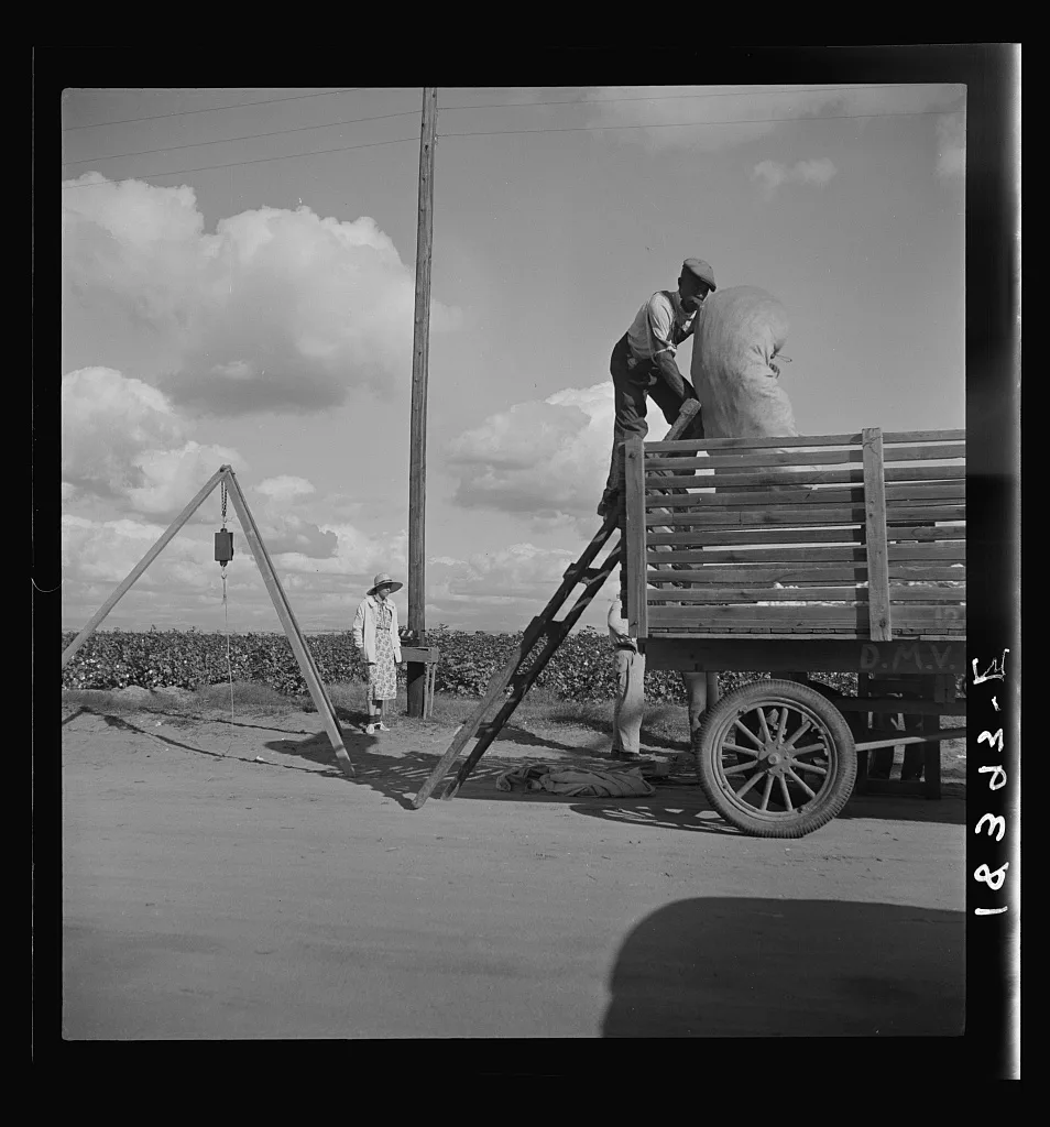 Loading cotton after weighing. San Joaquin Valley, California, 1938