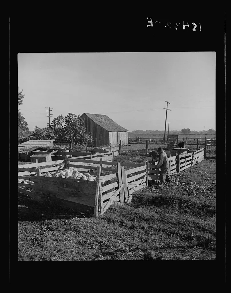 [Untitled photo, possibly related to: Farmyard of rural…, California, 1938