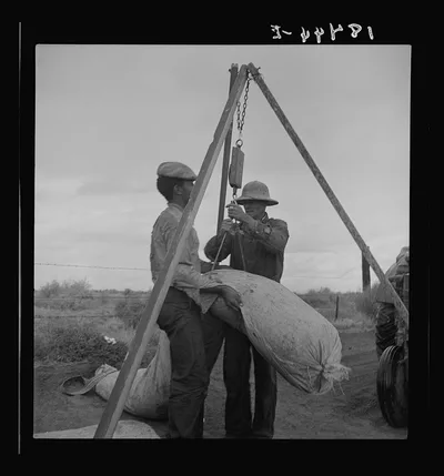 [Untitled photo, possibly related to: Weighing cotton. Kern County,…, California, 1938