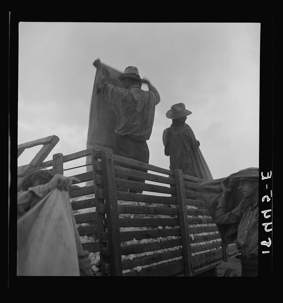 [Untitled photo, possibly related to: Loading cotton after weighing.…, California, 1938
