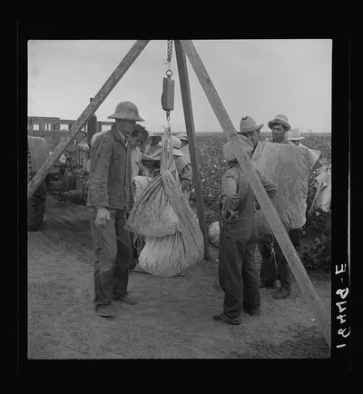 [Untitled photo, possibly related to: Weighing cotton. Kern County,…, California, 1938