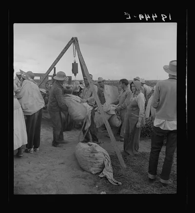 [Untitled photo, possibly related to: Weighing cotton. Kern County,…, California, 1938