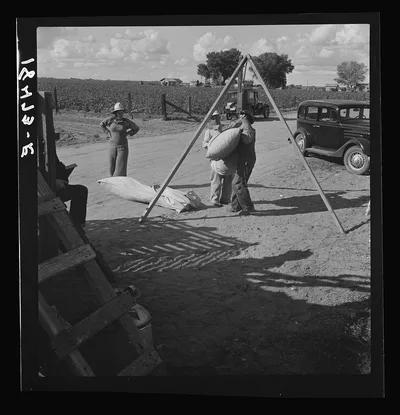Weighing cotton. Kern County, California, 1938