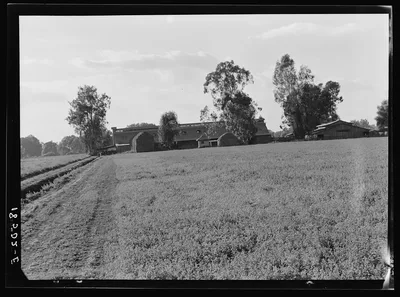 Barns of the old Mineral King Ranch seen across alfalfa field. New…, California, 1938