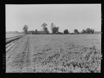Barns of the old Mineral King Ranch seen across alfalfa field. New…, California, 1938