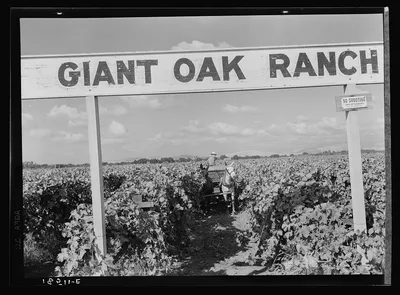 Vineyard during harvest. Large-scale farming. Tulare County,…, California, 1938