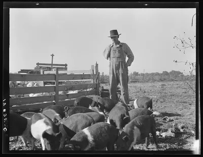 Farm Security Administration (FSA) rural rehabilitation client.…, California, 1938