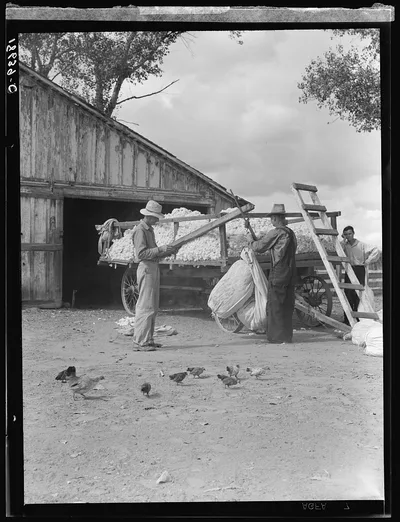 Small cotton farm, Kern County, California. The farmer keeps…, 1938