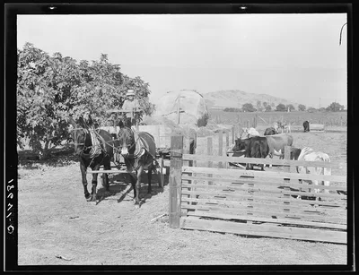 Rural rehabilitation client. Tulare County, California, 1938